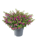 Bild von EJ Cuphea P19 dark purple